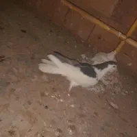 کفترزاغ شاپر سفید،ساده،دوبال،پلنگی|پرنده|گنبد کاووس, |دیوار