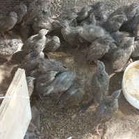 کبوتر پرنده زینتی مرغ جوجه بوغلمون|پرنده|اندیکا, |دیوار