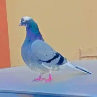 زاغ کرمانی  و تهرونی