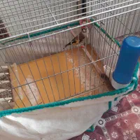 ماده سهره متولدقفس داغسر|پرنده|هرسین, |دیوار