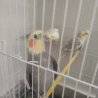 جفت عروس هلندی ویک جفت مرغ عشق