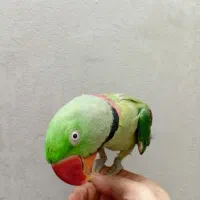 شاه طوطی نر سه ساله