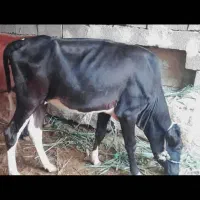 گاو بچر ۴ ساله