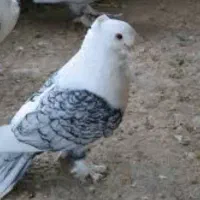 یه نر طاووسی گم کردم