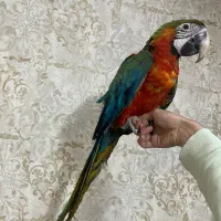 جوجه طوطی ارا هارلی کویین ماکائو کاکادو کاسکو|پرنده|تهران, منیریه|دیوار