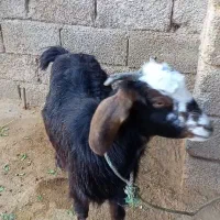 بز یا بزغاله ماده چاق بره.میش.گوسفند.گاو