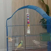 مرغ عشق سالم|پرنده|سقز, |دیوار