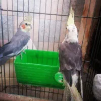 یک جفت عروس هلندی|پرنده|بیجار, |دیوار