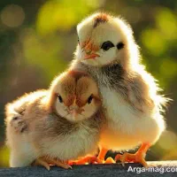 جوجه یک هفته ای