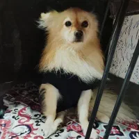 سگ پامر روباهی|سگ|مینودشت, |دیوار