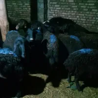 فروش میش قره قزل|حیوانات مزرعه|زنجان, |دیوار