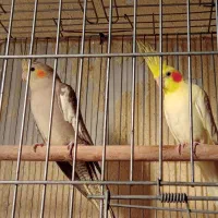 4جفت عروس هلندی مولد|پرنده|کرج, کوی امامیه|دیوار