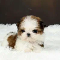 شیتزو وایت فیس|سگ|تهران, ولنجک|دیوار