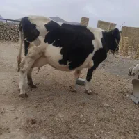 یک راس گاو شکم دوم