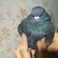 سرور|پرنده|میانه, |دیوار