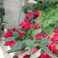 گل ارکیده خاص بنسای