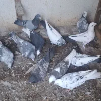 چند عدد کفتر خوشگل