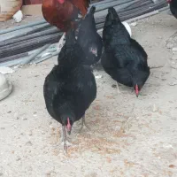 مرغ سیاه تازه بع تخم افتادن