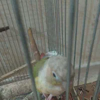 گرینچیک