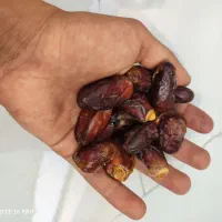 خرمای شهابی آجیلی بودن شیره|حراج|تهران, امیریه|دیوار