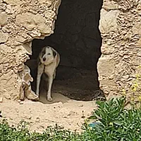 سگ نگهبان وخونگی
