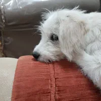 سگ شیتزو|سگ|قم, شهرک مهدیه (مدرس)|دیوار