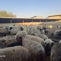 گوسفند داشتی|حیوانات مزرعه|شیراز, برمشور علیا|دیوار