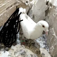 کفتر ساده سرخ و|پرنده|مشهد, طبرسی شمالی|دیوار