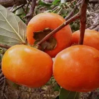 انواع رقم های مختلف نهال خرمالو