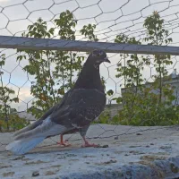 فروش کبوتر ماده