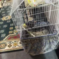 فروش دو عدد طوطی شیطون