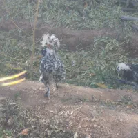 مرغ و خروس سلطان