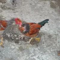 خروس