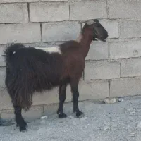 توشتیر داشتی و بزغاله