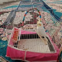 عروس هلندی|پرنده|سمیرم, |دیوار