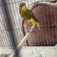 قناری ابلق طلایی  زیبا در حال مست شدن هست