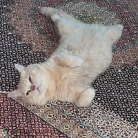 گربه اسکاتیش|گربه|اهر, |دیوار