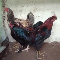 خروس بچه|پرنده|مرند, |دیوار