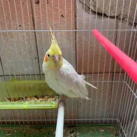 عروس هلندی نر زیبا