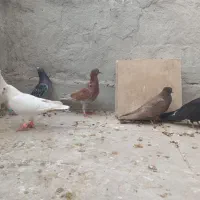 ۷تا کبوتر صید