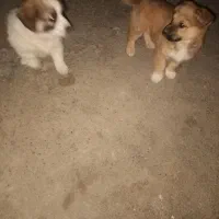 ۲ تا توله پاکوتاه