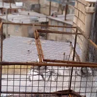 قفس کبو تر|لوازم جانبی حیوانات|مریوان, |دیوار