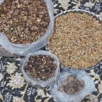 مغز گردوی تازه تازه