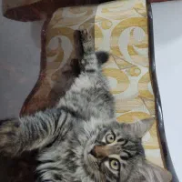 واگذاری گربه|گربه|یزد, |دیوار