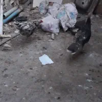 مرغ|حیوانات مزرعه|فاضل آباد, |دیوار