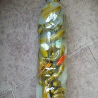 خیارشور محلی