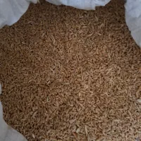 600 کیلو گندم آبی