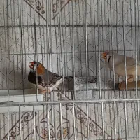 طوطی برزیلی|پرنده|شیراز, شهرک مهدی‌آباد|دیوار