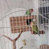 طوطی برزیلی|پرنده|هشتگرد, فاز ۲ مهستان|دیوار