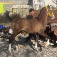 تاراج ، کره نریان یک‌ساله زاده سیلمی تاج حسینی